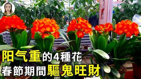 陽氣重的東西|【陽氣植物】10種陽氣超重的植物，讓你家「陽氣旺旺來」！ –